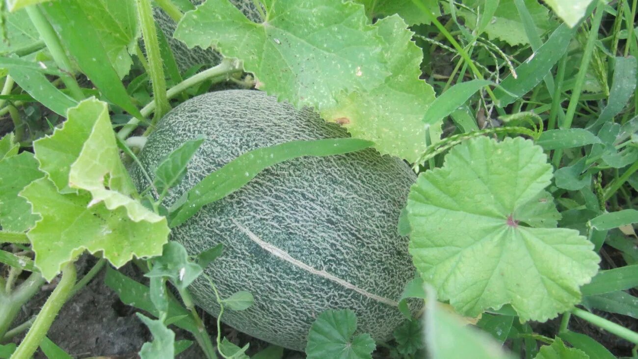 Листья дыни. Дыня с листиком. Листья арбуза. Листок дыни. Дыня эмир.