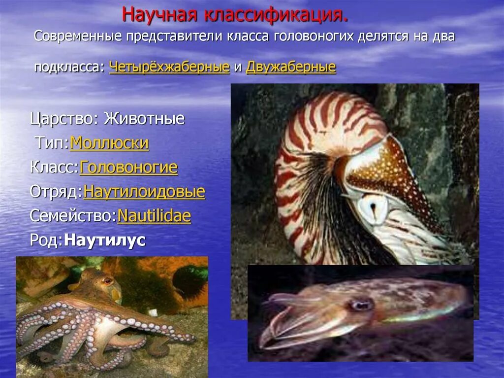 К какому классу относятся головоногие. Отряд головоногие. классификация головоногих моллюсков. представители класса головоногие. тип моллюски класс головоногие.