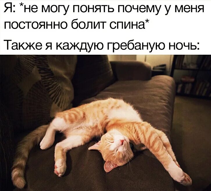 Почему кошки спят со мной. Почему кошки спят большую часть своей жизни. Кошки спят больше половины своей жизни. Кот в нирване. Довольные 2 кота в нирване.