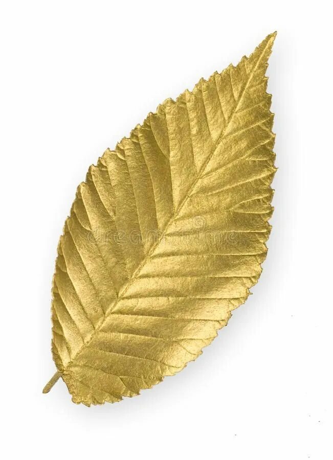 Золотистый листок. Листья золотые. Золотой листок. Лист золота. Золотые листья на прозрачном фоне.
