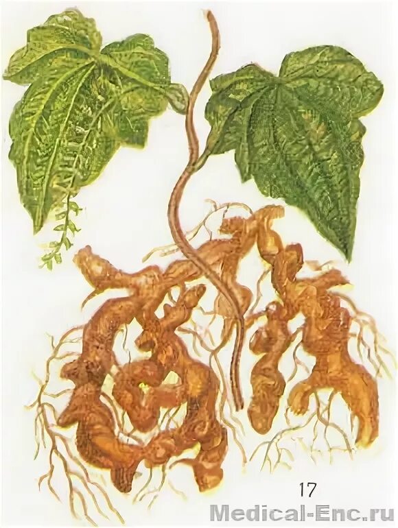 Корневища диоскореи ниппонской. Диоскорея кавказская корень. Диоскорея ниппонская гф. Корневища диоскореи ниппонской. Диоскорея ниппонская препараты.