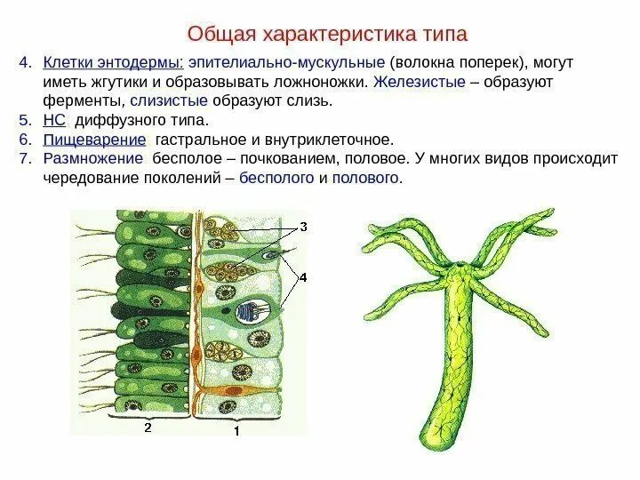 Клетки гидры и их функции. Клетки гидры и их функции