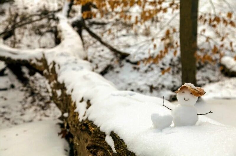 Снеговик фото. Снеговик в лесу. Снеговик на природе. Зимняя природа Снеговик. Перед наступлением зимы некоторые животные