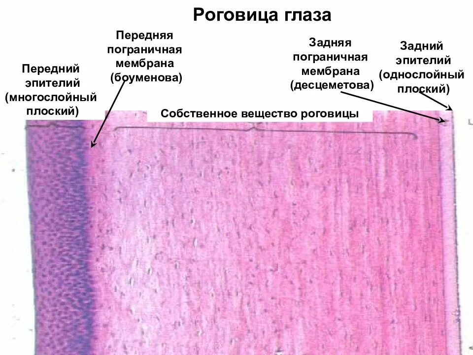 Строение эпителия роговицы. Гистологическое строение роговицы. Строение роговицы глаза гистология. Роговица оболочки гистология строение. Роговица образована