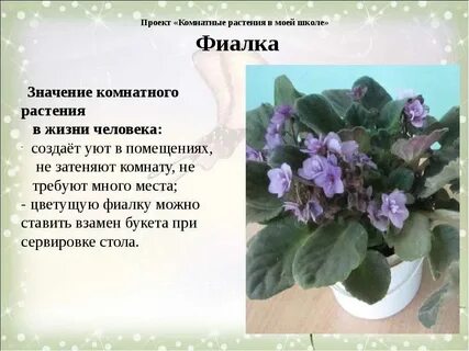 Фиалка комнатная описание