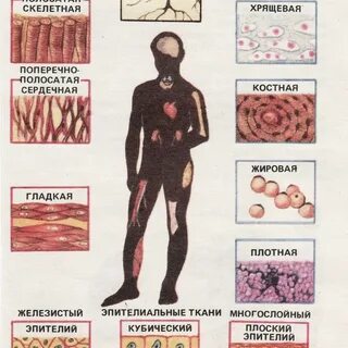 Ткани тела человека