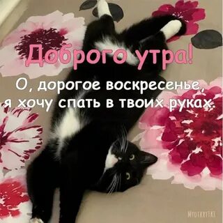 Воскресное утро картинки смешные