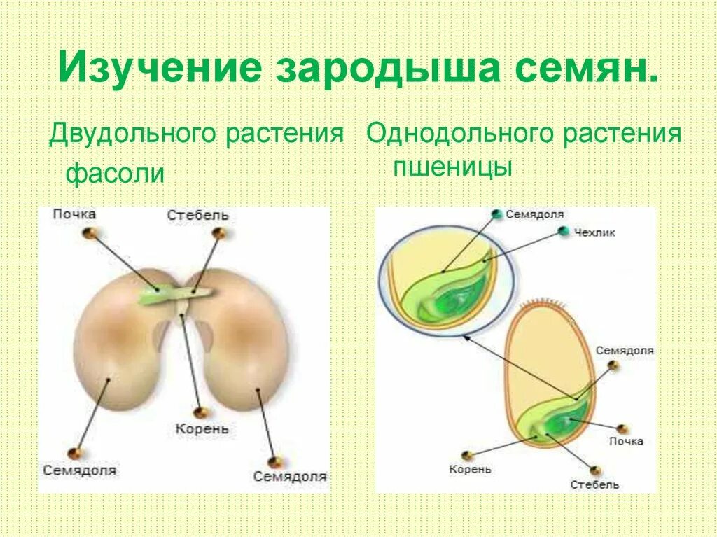 Семя пшеницы отличается от семени фасоли