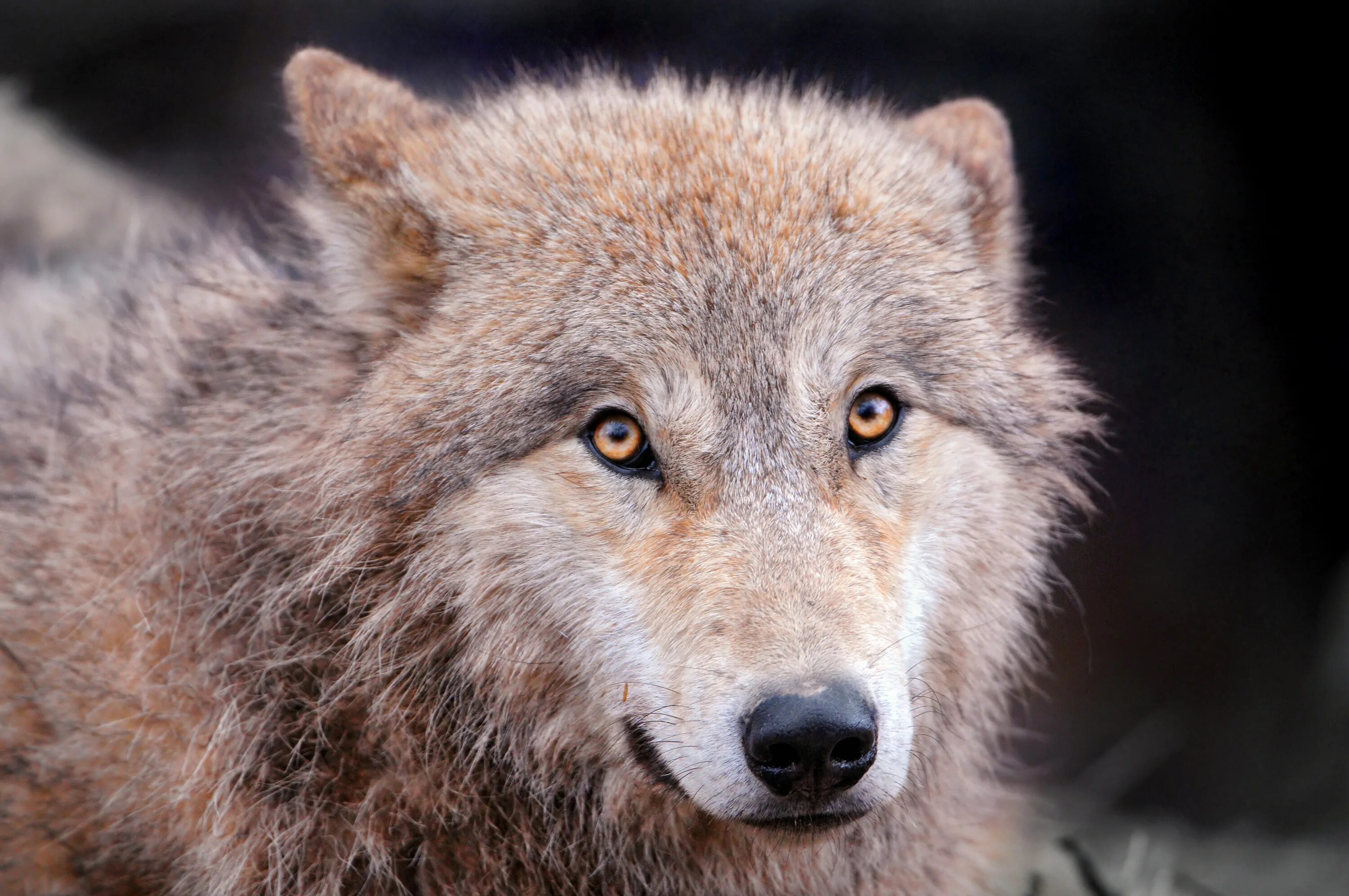 фото волка крупным планом. тибетский волк. фото волка крупным планом. притаившийся лют волк. волк фото.
