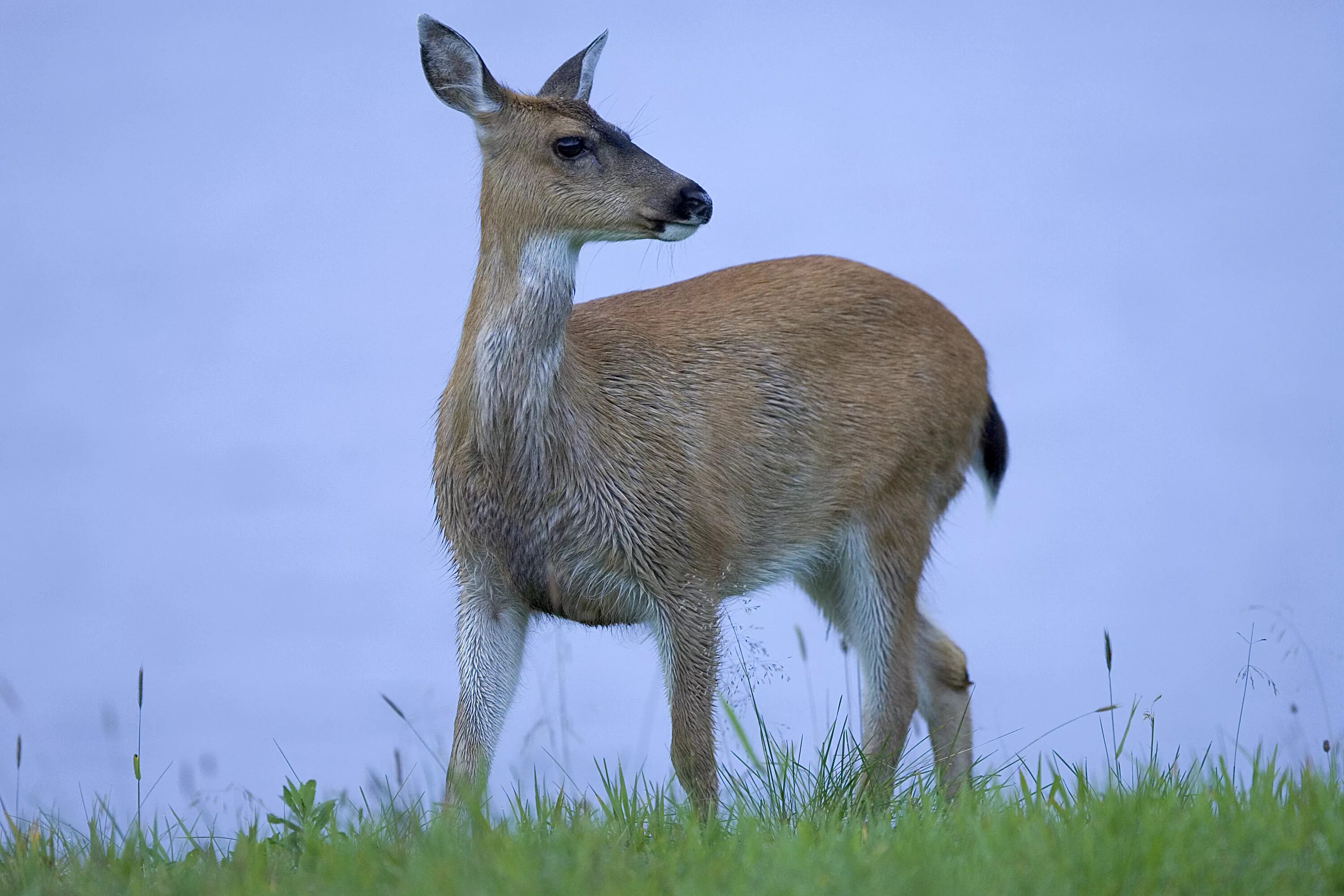 Международный олень. Odocoileus hemionus — Чернохвостый олень. Odocoileus hemionus sitkensis. Олень мунтжак. Ситкинский олень.