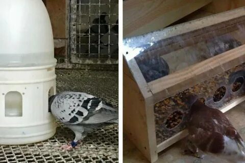 Как сделать кормушки для голубые