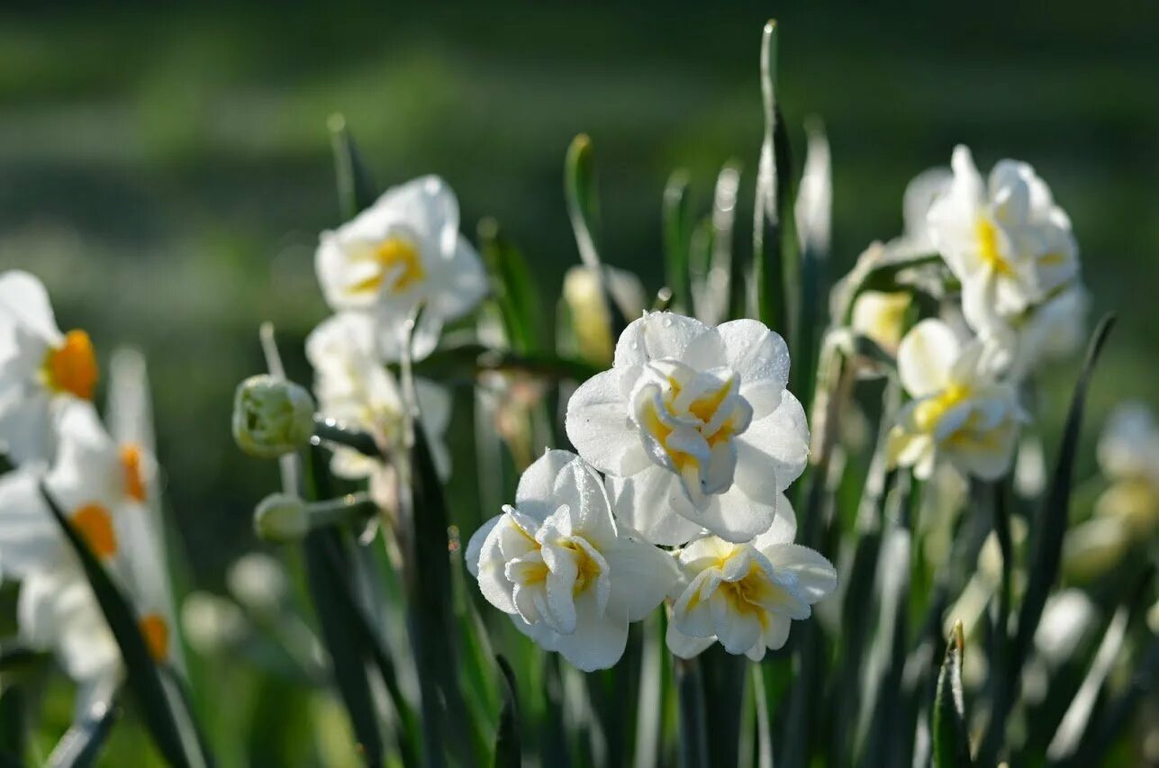 Нарциссы в апреле. Тацетные нарциссы. cheerfulness нарцисс. плантации нарциссов. нарцисс донау парк.