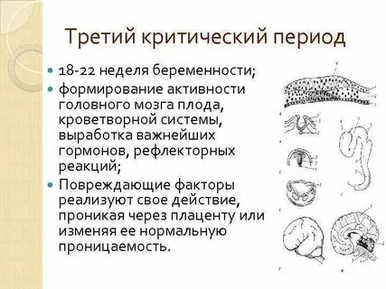 Критические периоды зародыша
