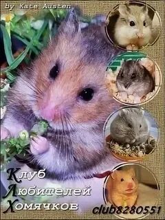 Новый код для хомяка на сегодня
