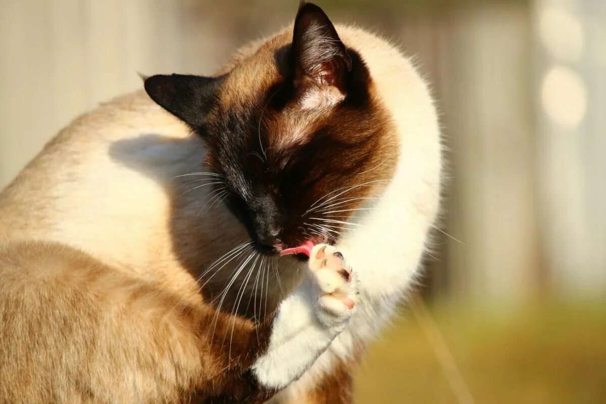 Уход за лапами кошки. Сиамский кот. Чистый сиамский кот. Милые сиамские кошки. Сиамская кошка фото.