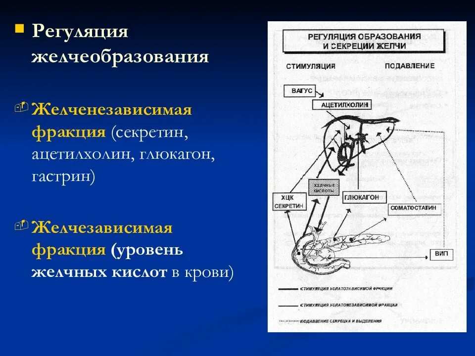 Механизмы желчеобразования и желчевыделения их регуляция физиология. Регуляция желчеобразования схема. Регуляция выделения желчи. Механизм регуляции образования желчи. Какой процесс происходит под действием желчи