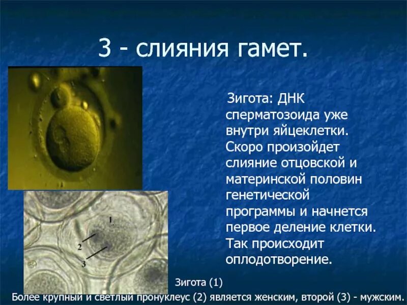 Слияние гамет. Слияние гамет происходит в. Оплодотворение это в биологии кратко. Гаметы зигота оплодотворение. Для успешного слияния гамет и образования