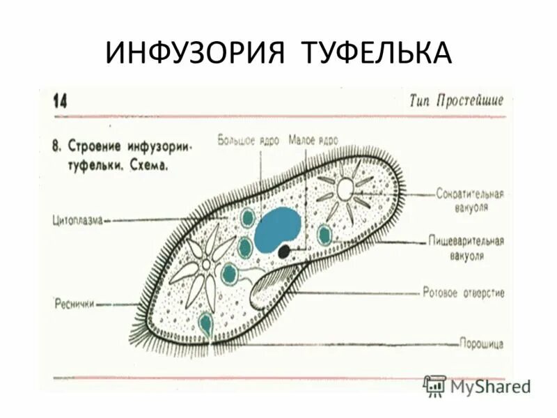 Структуры инфузории туфельки. Схема строения инфузории туфельки. Органоиды инфузория туфелька. Инфузория туфелька схема. Инфузория строение с подписями.