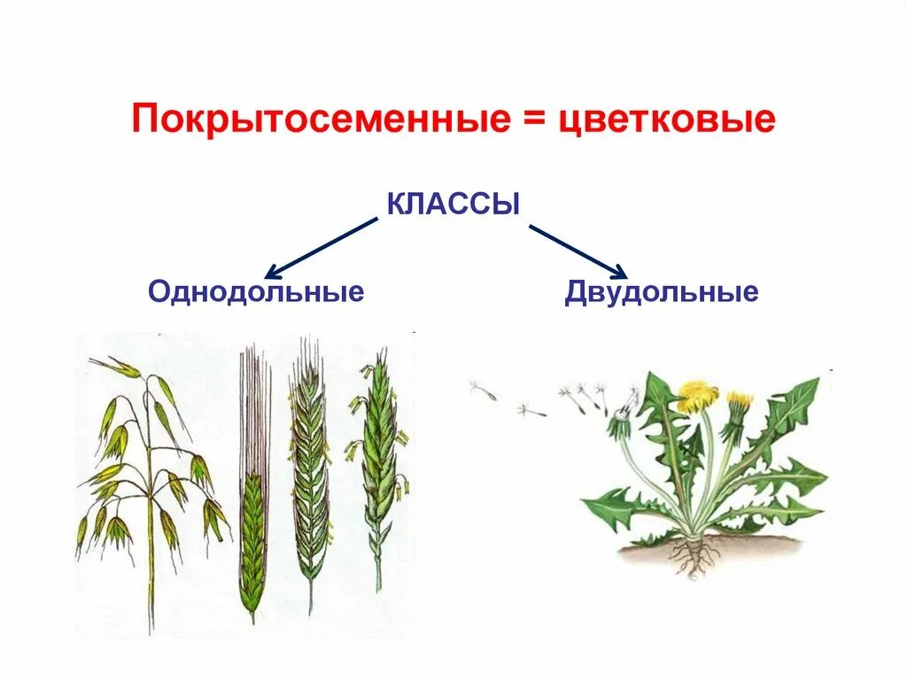 Покрытосеменные кормовые. Покрытосеменыерастения. Покрытосемянныерастения это. Покрытосеменные цветковые растения.