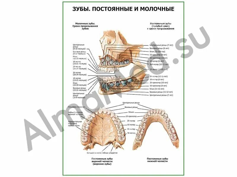 Как отличить молочный зуб. Цукмолочные зубы и постоянные. Молочные и постоянные зубы. Молочные и постоянные зубы анатомия. Зубы молочные и постоянные их строение.