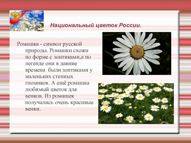 Растение символ страны. Ромашка символ России. Национальный символ России цветок. Растение символ России. Ромашка национальный цветок России.