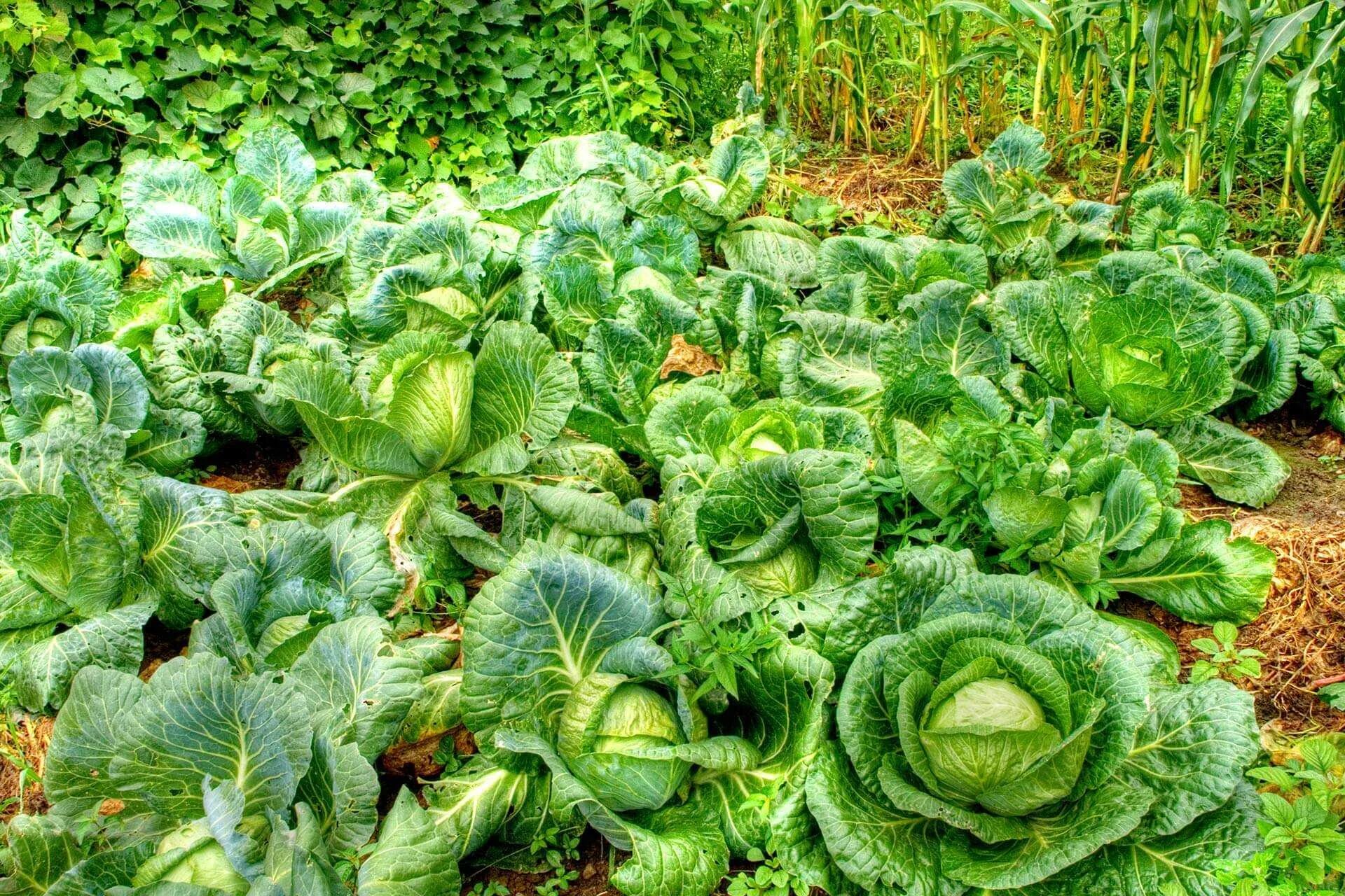 по кочану и по капусте. сон капуста на грядках. цветная капуста не завязывается в кочан. Cabbage top view. красивая грядка с капустой.