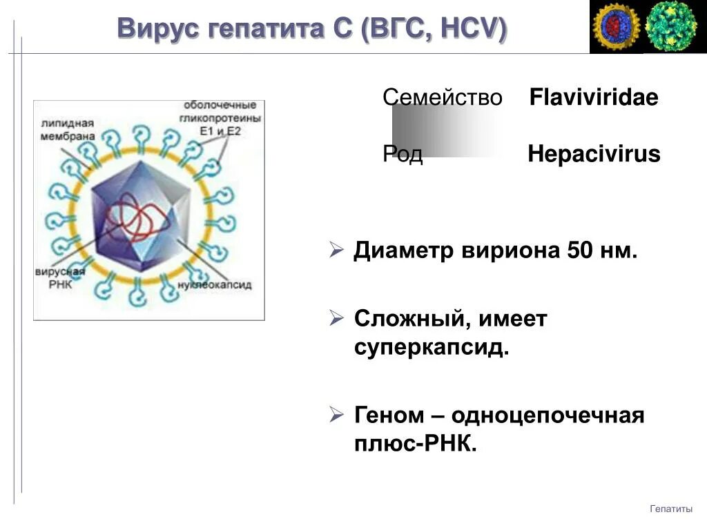 Вирус гепатита с строение вириона. Семейство Flaviviridae (вирус гепатита g). Вирус гепатита в. Вирус гепатита а семейство. Гепатит количество вирусов