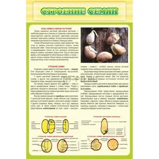 Как устроены семена яблони и тыквы