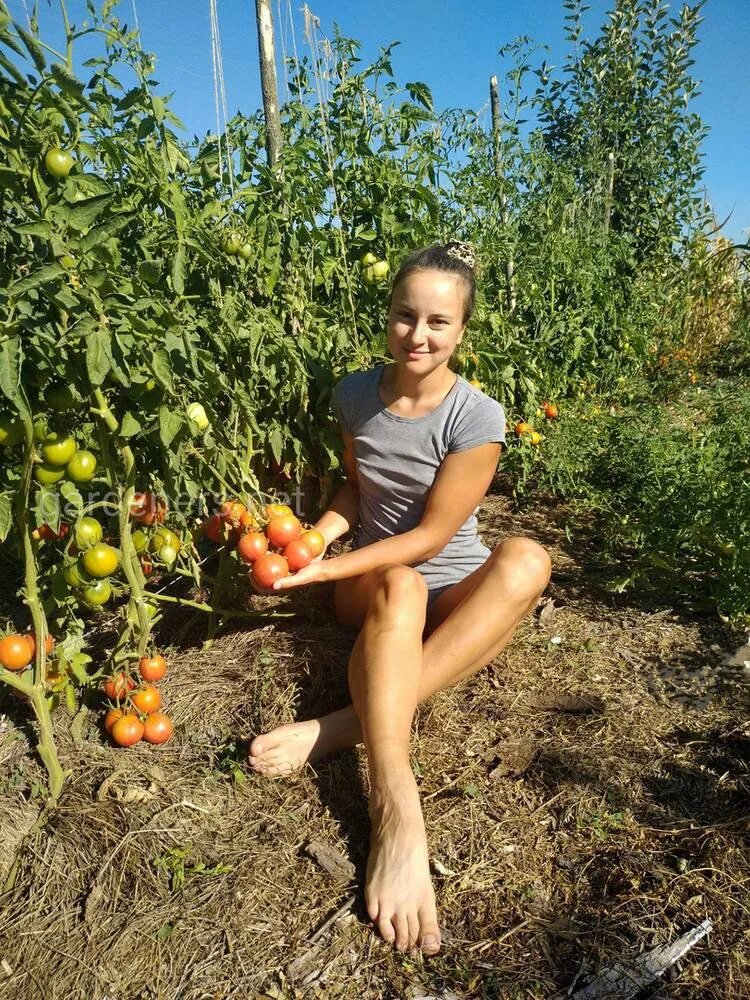 Огородник из рязани сорта томатов