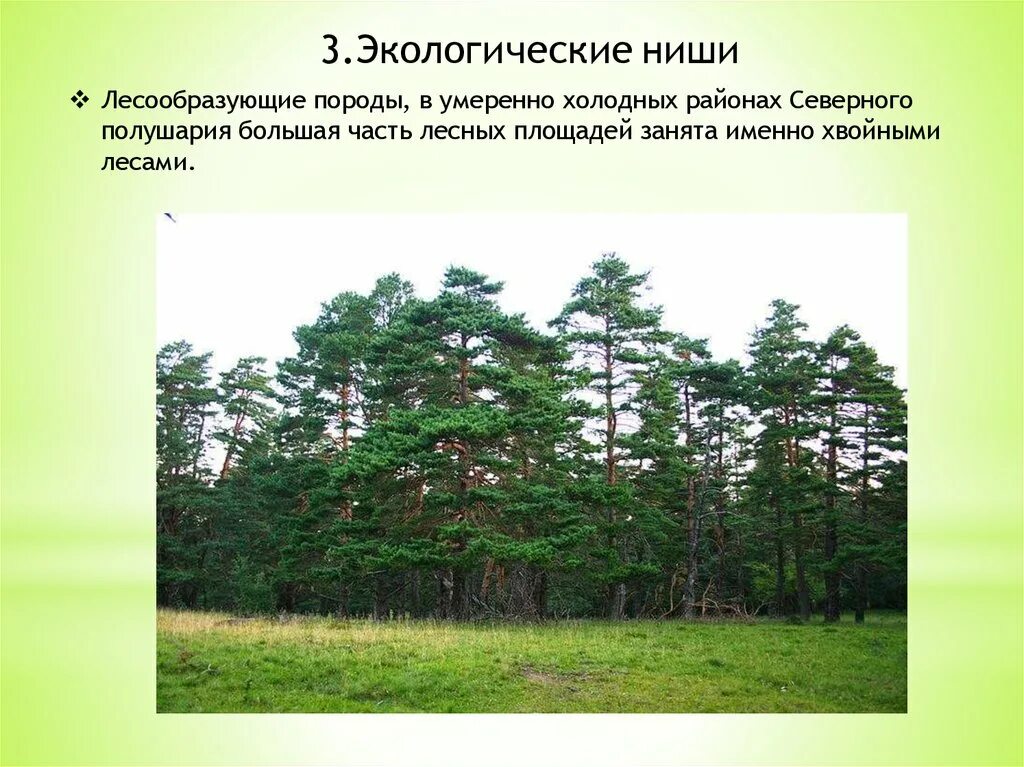 Лесообразующие породы. Лесообразующие деревья. Лесообразующие породы деревьев. Экологические ниши леса. Основные лесообразующие породы