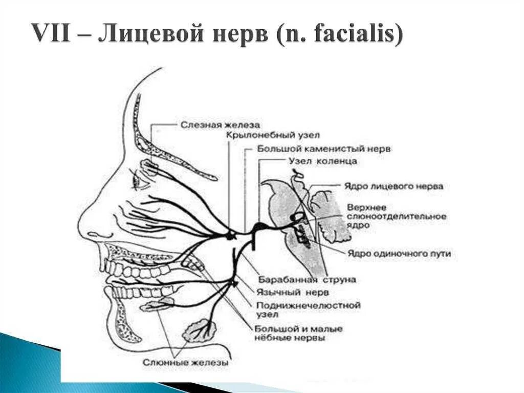 2 лицевой нерв. Лицевой нерв неврология схема. Топография лицевого нерва схема. Схема иннервации лицевого нерва. Лицевой нерв (n. Facialis).