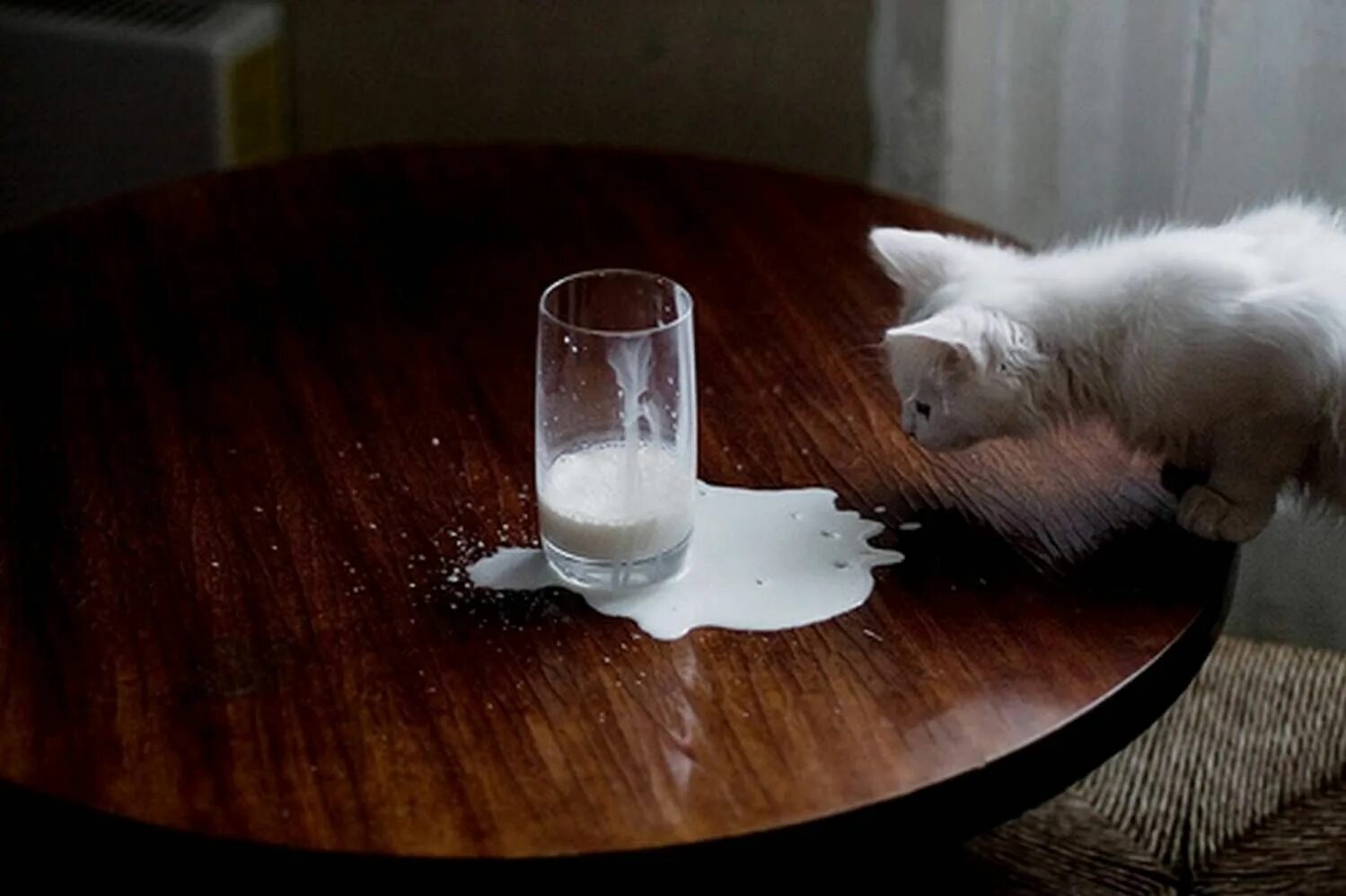 Вода на столе примета. Кот разлил. Кот и молоко. Кот разлил молоко. Кот разбил чашку.
