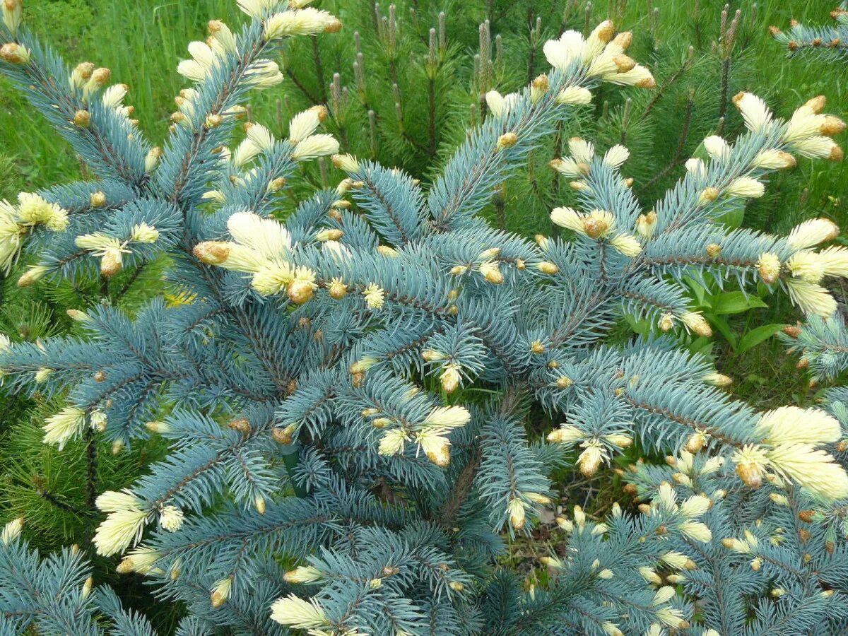Голубые хвойные. Белобок (Picea pungens Bialobok). Ель колючая Bialobok. Ель колючая Белобок. Ель голубая Биалобок.