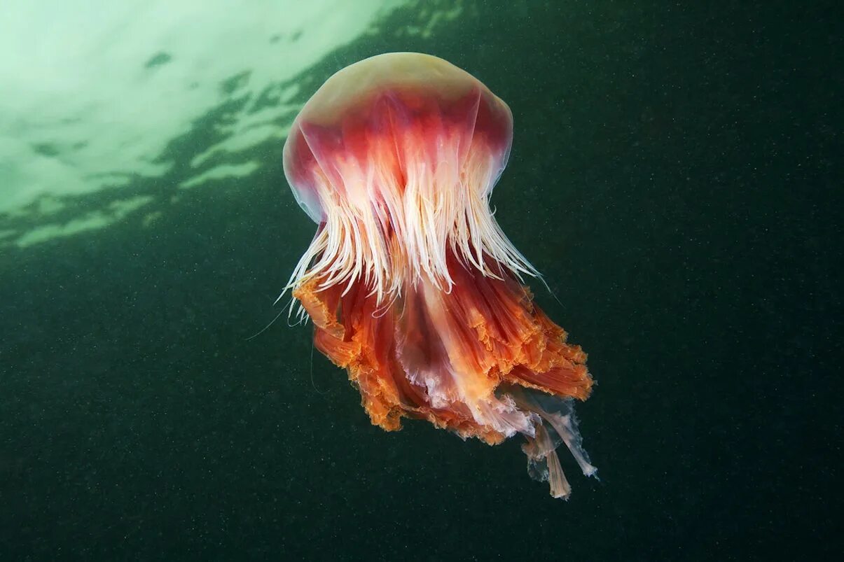 Медуза цианея. Медуза волосистая цианея. Медуза цианея гигантская. Арктическая медуза цианея.
