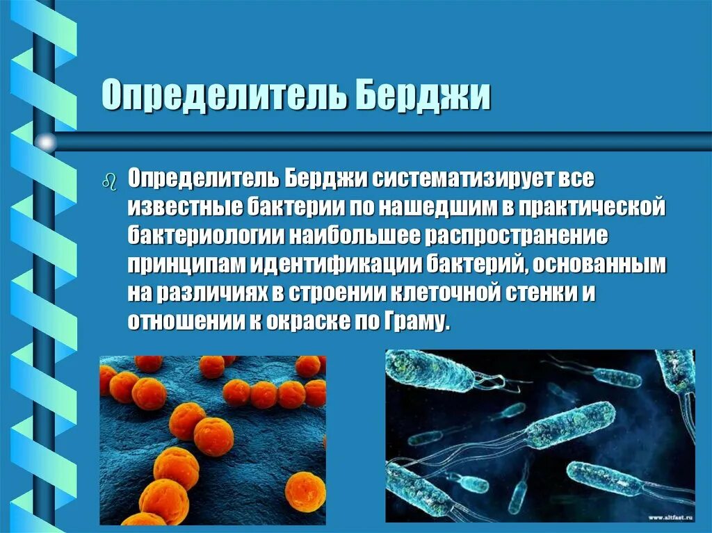 Бактерии известные виды. Классификация Берджи микробиология. Классификация бактерий Берджи. Берджи классификация микроорганизмов. Определитель Берджи группы.