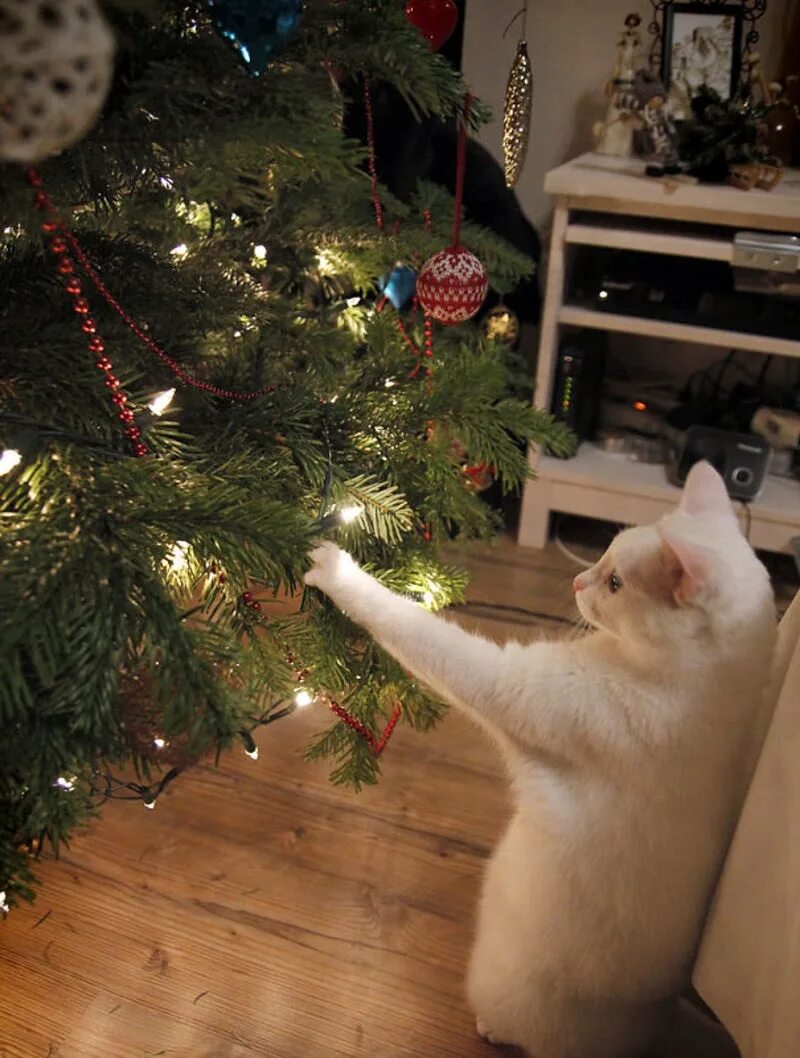 Новогодний котик. Коты и елки. Кот и елка. Кошка и елка. Елкий