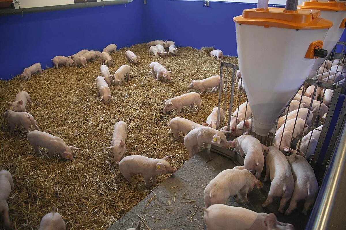Как вырастить свиней. Доращивание поросят Биг Дачмен. Станок для свиней Тип ОСК 54.02.000. Свинарники для поросят-отъемышей. Система кормления Биг Дачмен свиноводство.