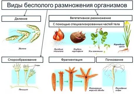 Способ деления растений