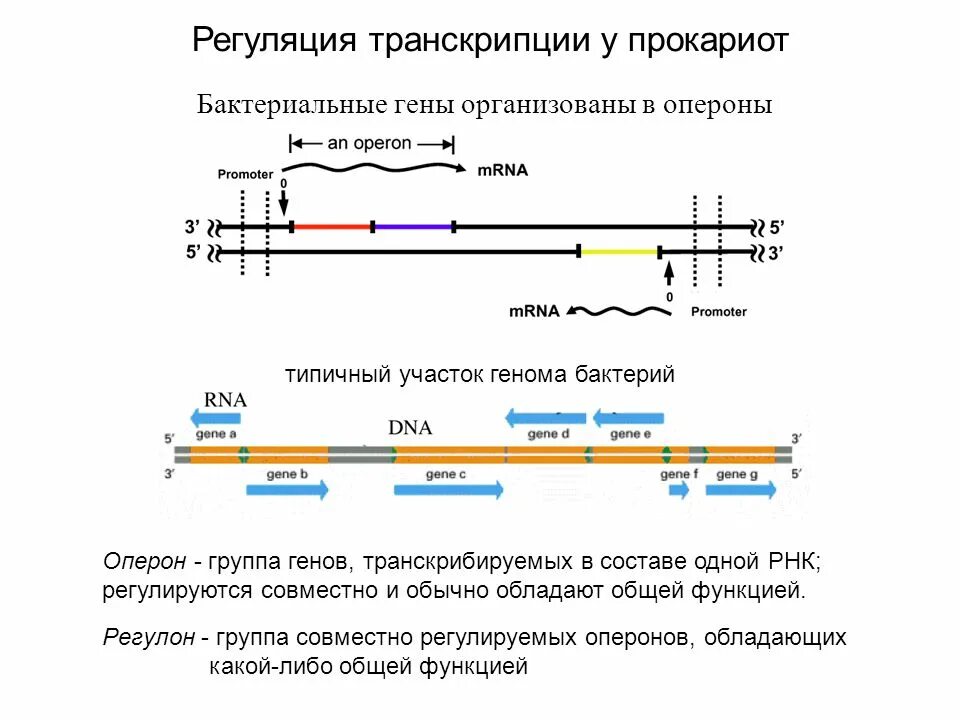 Регуляция генов прокариот. Структура оперона бактерий. Механизм транскрипции у прокариот. Транскрипция ДНК У эукариот и прокариот. Схема транскрипции Гена эукариот.