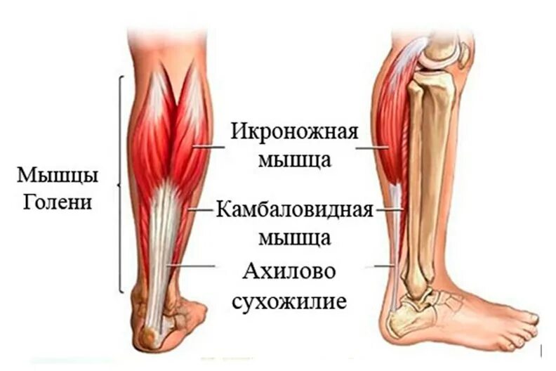 Строение икроножной мышцы. Сухожилие камбаловидной мышцы. камбаловидная мышца анатомия. медиальная головка икроножной мышцы. ахиллово сухожилие анатомия.