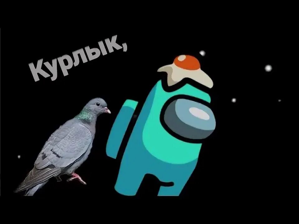 Курлык мемы. Голубь курлык. Что такое курлык мурлык. Что такое курлык мурлык. Голубь курлык.