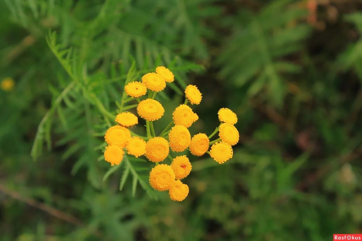 Пижма кучерявая фото. Пижма гатчинский. Пижма курчавая. Букеты с пижмой и тысячелистником. Пижма гатчинский.