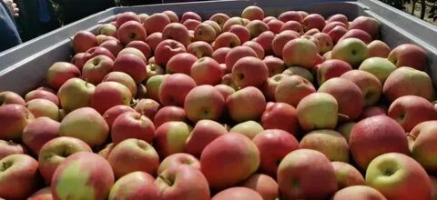 Apple белгород