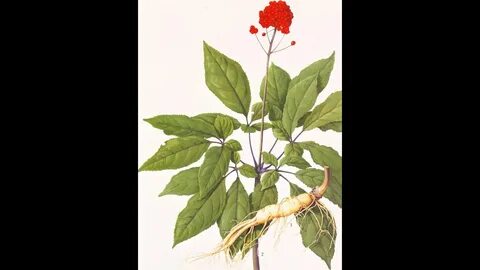 Корень жизни растение