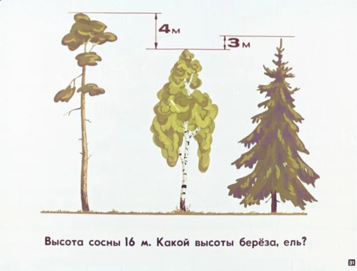 Примерная высота сосны. Высота сосны. Высота сосны обыкновенной. Высота ели и сосны. Высота и Возраст сосны.