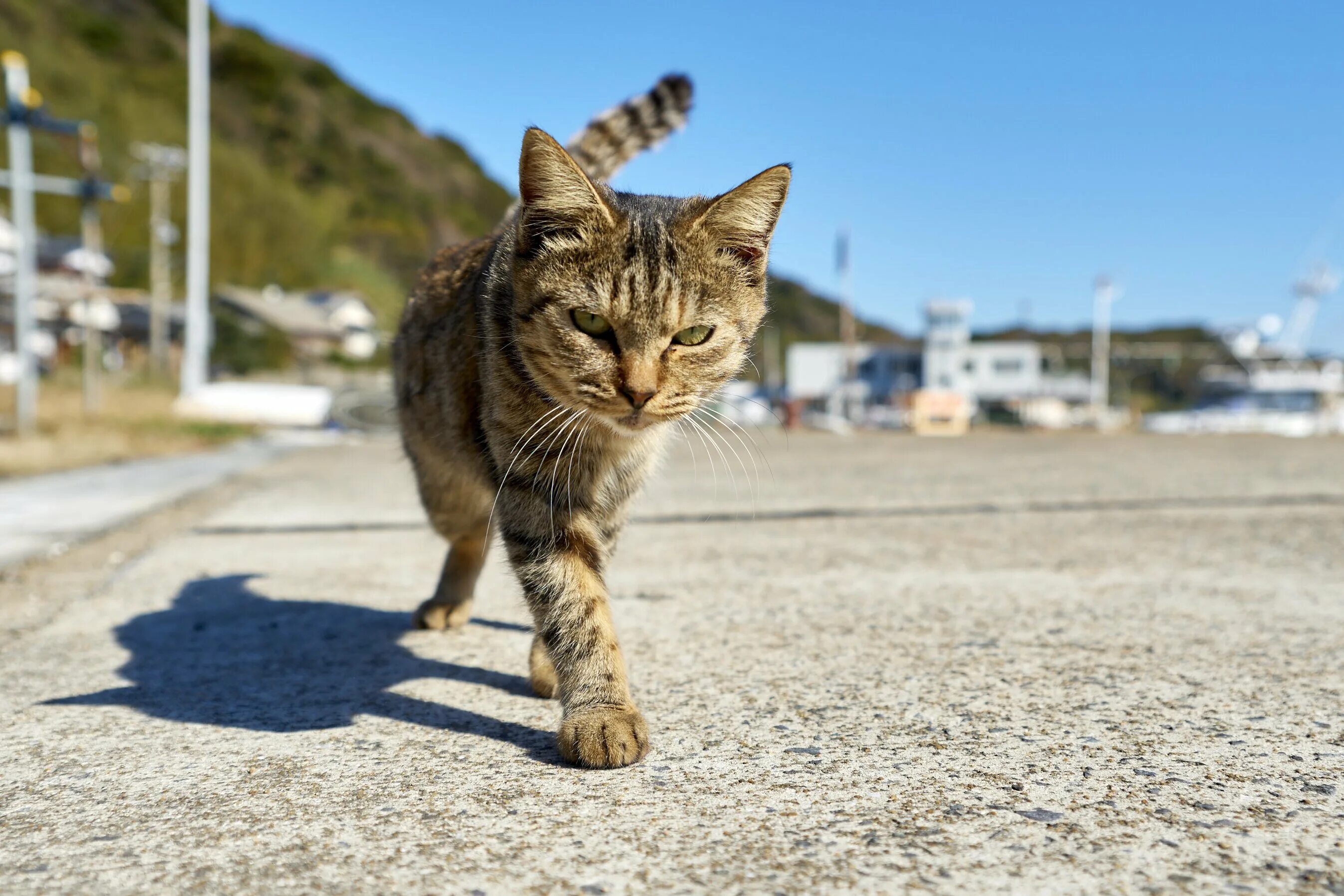 Уличный кот. Кошка. Уличные котята. Коты на улице. Hello street cat live