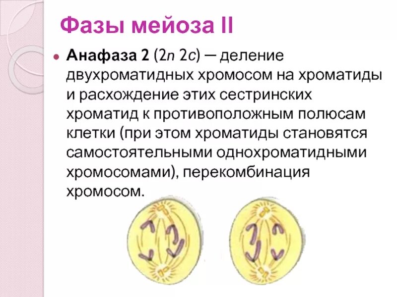 Двухроматидные хромосомы в мейозе. Анафаза мейоза. Однохроматидные хромосомы. Двухроматидные хромосомы митоз. Гаплоидная клетка с двухроматидными хромосомами