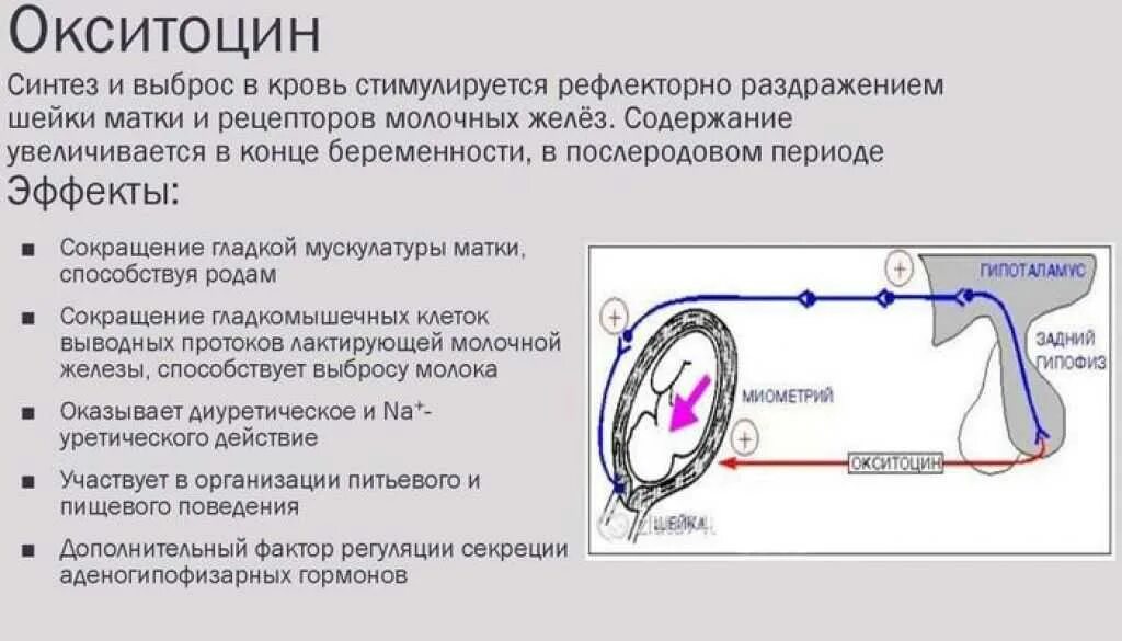 Как сокращается матка после родов
