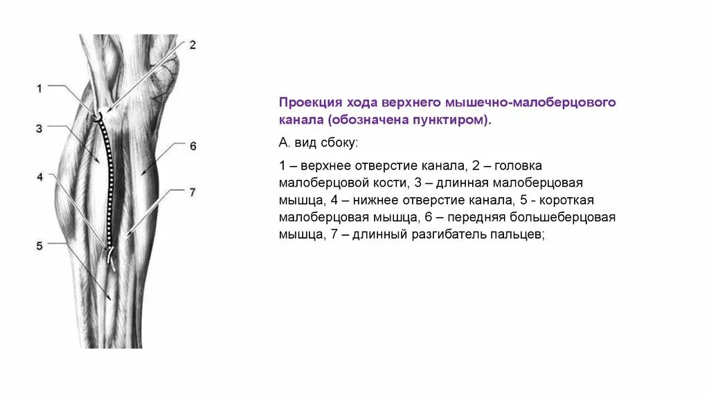 Нижний мышечно-малоберцовый канал (Canalis musculoperoneus inferior. Подколенная ямка топографическая анатомия. Мышечно малоберцовый канал верхний и Нижний. Нижний мышечно-малоберцовый канал формируют:.