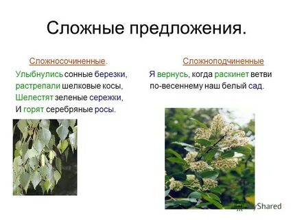 Я вернусь когда раскинет ветви